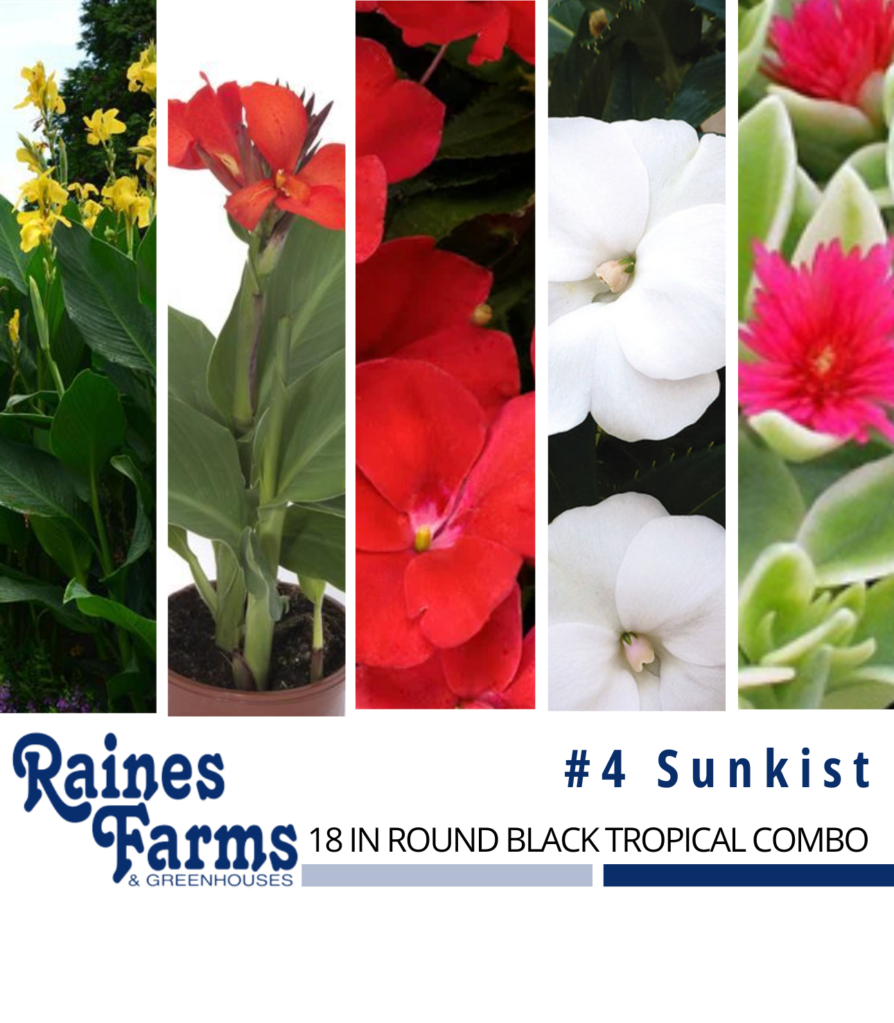 #4: Sunkist 18 Inch Round Black Tropical Combo 